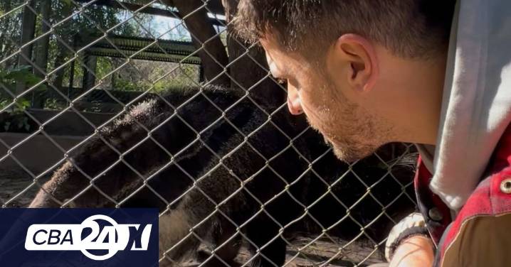 El oso hormiguero: su regreso tras la extinción y sus curiosidades