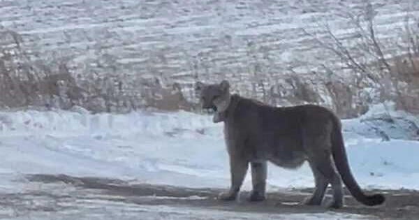 Mountain lion sightings reported in Duluth, police say