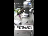 Baby seal gets lost inside bar