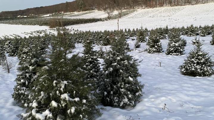Yenser's Tree Farm spreads holiday cheer with 'Trees for Troops'