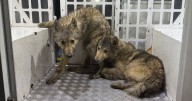 Rescuers issue new statement after three wolves captured roaming town