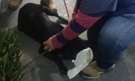 Resguardan a perrito peregrino al parecer arrollado
