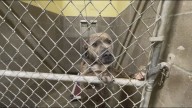 Denham Springs Animal Shelter overcrowded, seeks community help
