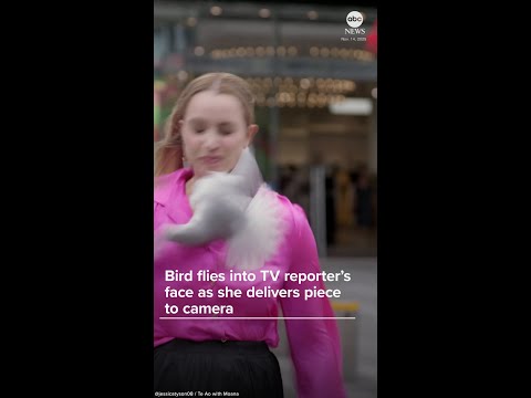 Bird flies into reporter's face as she delivers piece on camera