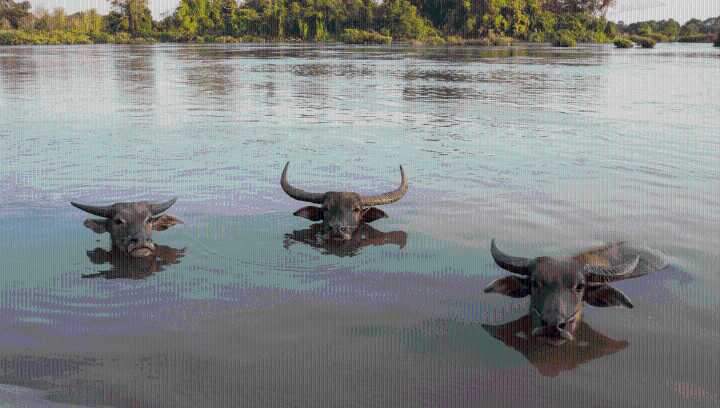 What's The Difference Between Buffalo And Bison?