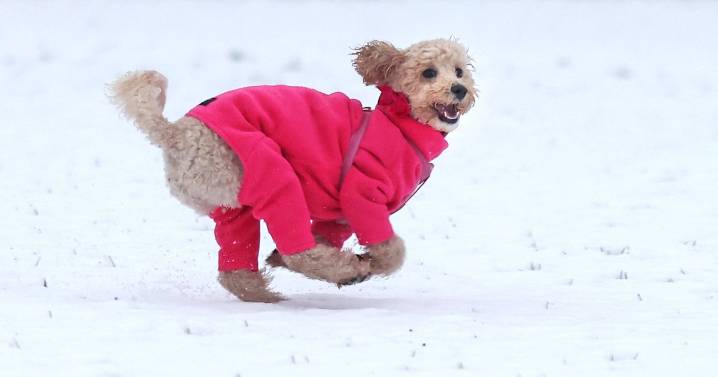Signs your dog is feeling the cold this winter