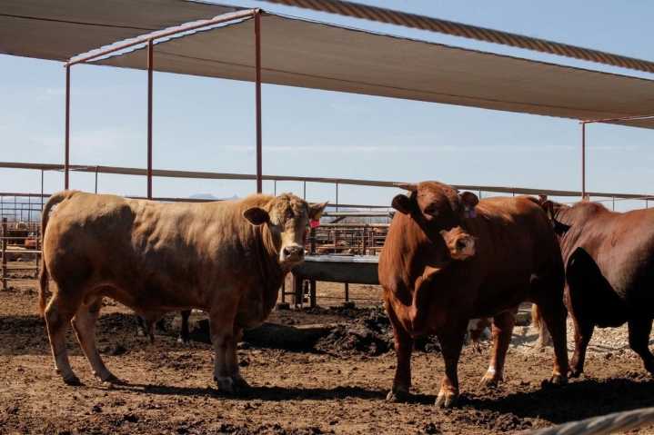 NL registra su tercer caso de gusano barrenador de 2025