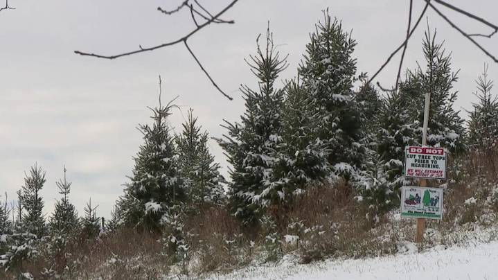 Kohl's Stony Hill Tree Farm gets into the spirit as holiday season ramps up