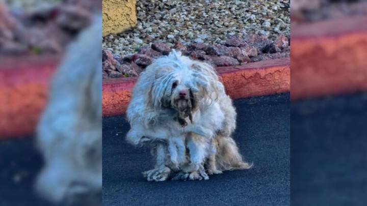 Nevada Dog Hidden Beneath Layers Of Mats And Filth Leaves Vets Unsure What They Were Looking At