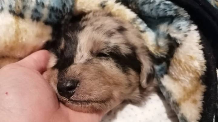 Encuentran cuatro cachorros de perro muertos y otro agonizando dentro de un contenedor de basura de Cariñena