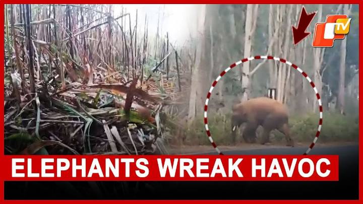 Human-Elephant Conflict Intensifies In Keonjhar As Herds Wreck Homes And Crops