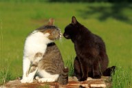 Los gatos domésticos nacieron en el norte de África, según un estudio que replantea su historia evolutiva