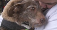 California dog found in Michigan reunited with family 5 years after going missing
