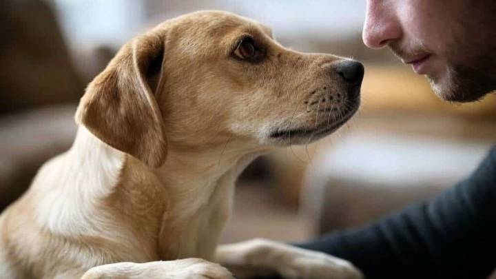 Qué signfica que tu perro te mire y pestañee permanentemente y por qué es algo positivo