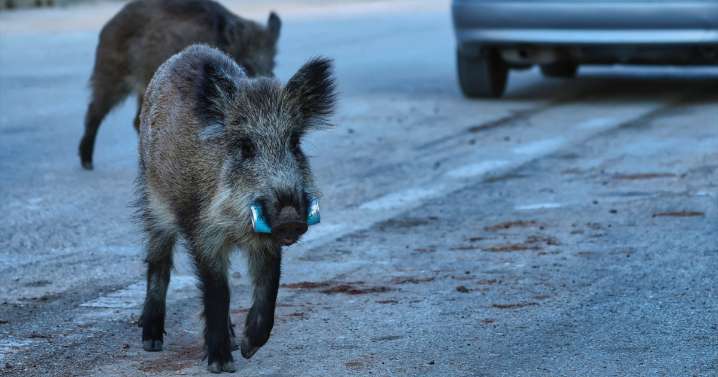 Qué es la peste porcina africana que ha reaparecido en España 31 años después