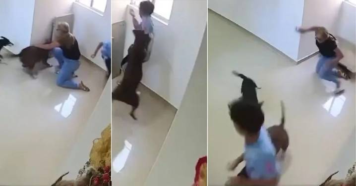Presunta mala tenencia: perro pitbull atacó a un niño dentro de un edificio residencial y le dejó secuelas en el rostro