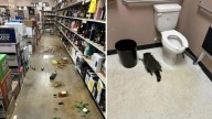 EE.UU.: un mapache se emborracha en una tienda de licores y se desmaya en el baño