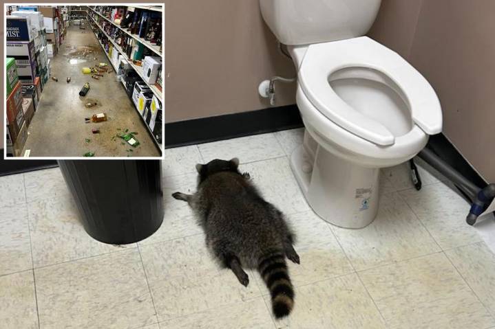 'Very intoxicated' raccoon trashed Virginia liquor store, then passed out face