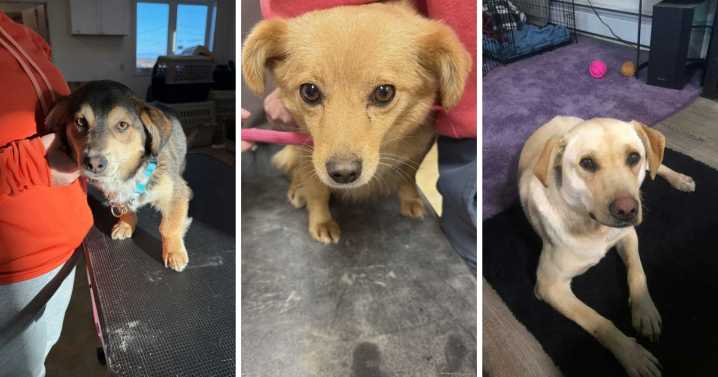 Deadline Monday for unclaimed rescued dogs in Western Alaska