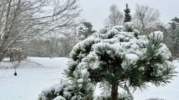 Wintry storm bringing snow, high winds to parts of Nova Scotia