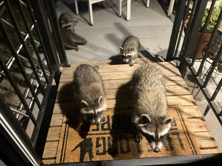 Raccoons in Denver cause problems for residents, can be nocturnal pests