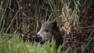 Castilla y León intensifica la caza del jabalí para frenar la peste porcina africana