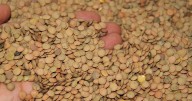 Beneficios de las lentejas: ¿Cuáles son, preparación y cómo beneficiará a productores con el Plan Michoacán por la Paz?