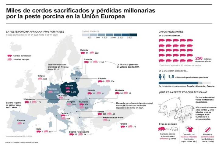 Brotes de peste porcina generan millonarias pérdidas y estrictas medidas en la Unión Europea
