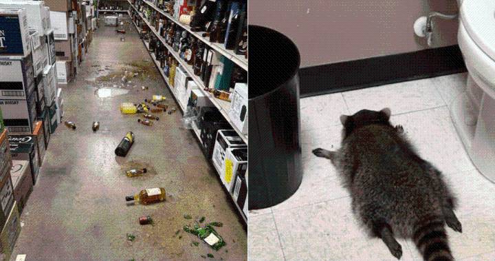 Drunk raccoon found on bathroom floor after liquor store rampage