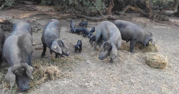 El precio de la ‘porcella’ se mantiene a la espera de la evolución de la peste porcina