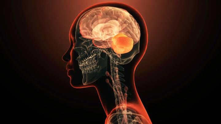 Identifican "ventanas críticas en el desarrollo del cerebelo" que pueden influir en el origen del autismo y la esquizofrenia