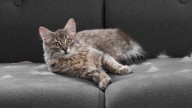Ni escoba ni rodillo adhesivo: cómo eliminar los pelos de tu gato en menos de 5 minutos