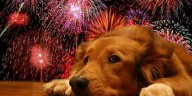 El trauma que generan los fuegos artificiales a las mascotas 