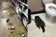 Irrumpe mapache en licorería y arma 'borrachera'