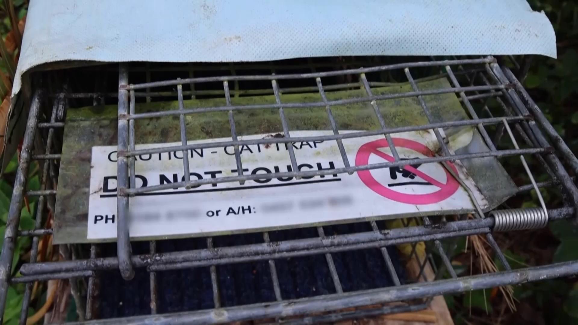 Australian island works to protect wildlife by removing feral cats