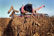 Momento clave. Lo que viene para los precios internacionales de los granos