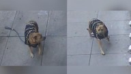 San Francisco police find assault victim's dog