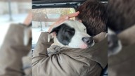 Missouri Stray Pup’s Gentle Hug Shows The World How Much Love He Has To Give