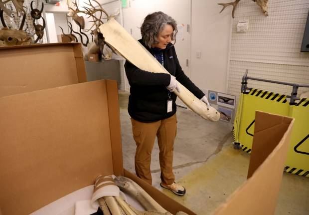 How a local ‘sea monster’ spawned a century of myth, mystery and scientific discovery