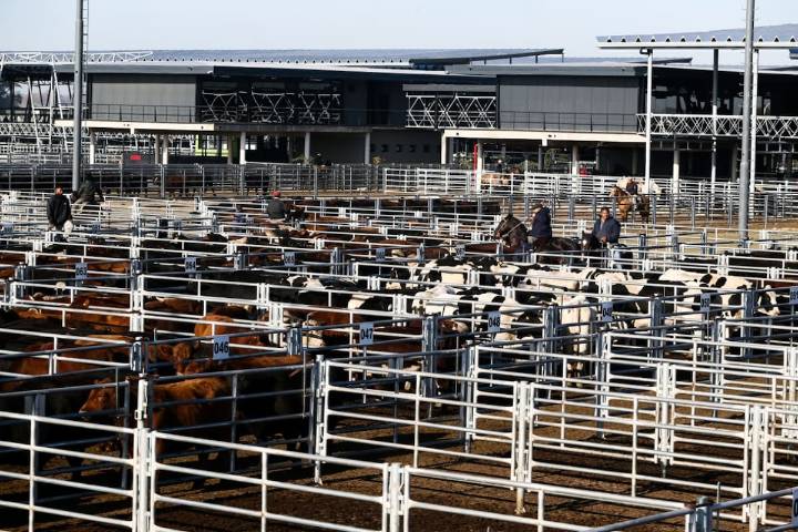 Vacunos. Cierre de semana con leves bajas en el Mercado Agroganadero de Cañuelas