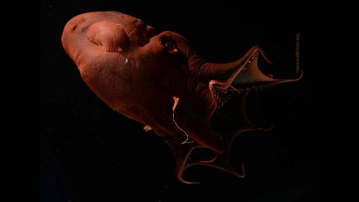 El calamar vampiro revela una parte oculta de la historia evolutiva de calamares y pulpos