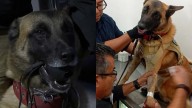 Perro 'Policía' K9 Dona Sangre a Chihuahua con Cáncer en Torreón