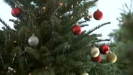 Hidden allergens on your Christmas tree? How to keep the holidays sneeze