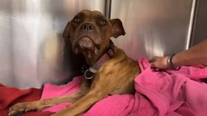 Missouri Rescuers Discover A Frail Body Hidden In Trash And Begin A Race Against Time