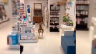 Insólito: una cabra irrumpió en una farmacia y dejó a todos paralizados