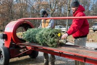 Live Christmas trees sell hot on cold Black Friday, through the weekend