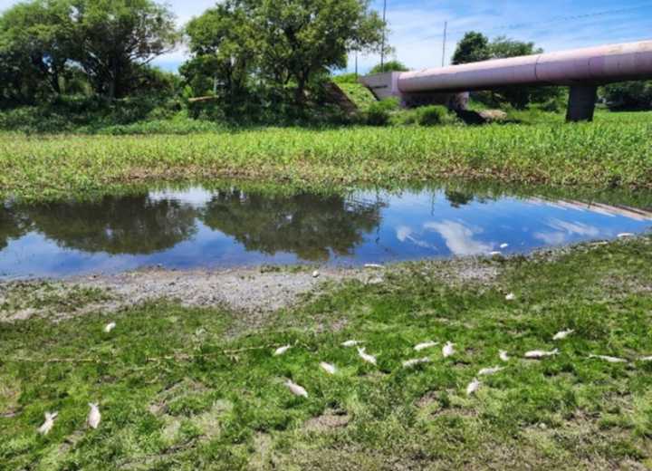 Analizan muestras de agua del Río Negro para determinar las causas de la mortandad de peces detectada