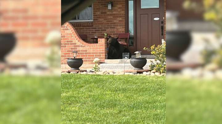 Colorado Community Watches In Awe As A Relaxed Visitor Makes Himself At Home