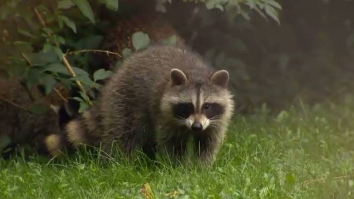 The scientific reason raccoons may be getting cuter