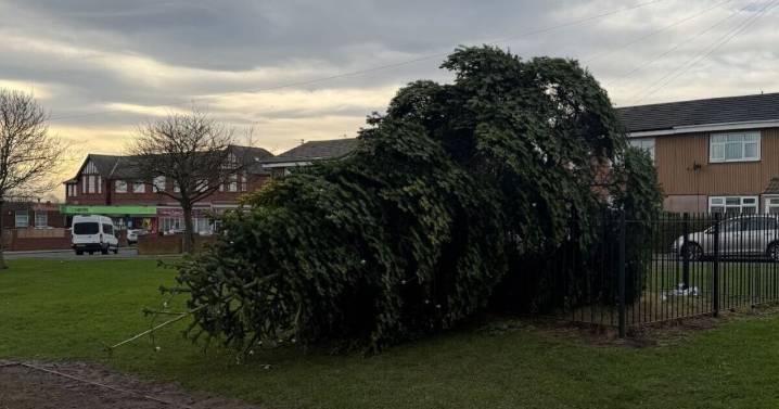 Villagers furious as Christmas tree chopped down hours after lights go on